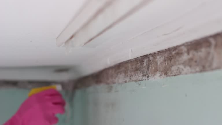 Mold Documentation for Insurance Claims in Wilson, OK